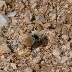 Dasymutilla magna
