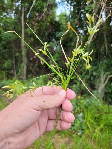 Image of Cyperus lecontei by (c) Jay Horn, some rights reserved (CC BY)