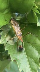 Zelus grassans
