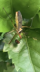Zelus grassans
