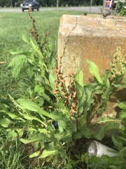 Rumex chrysocarpos