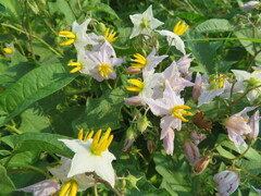 Solanum carolinense