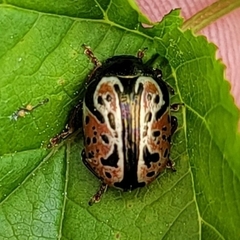 Calligrapha spiraeae