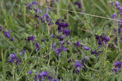 Angelonia cornigera