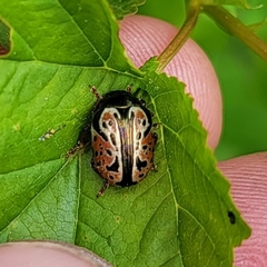 Calligrapha spiraeae