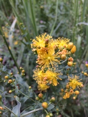 Hypericum scouleri