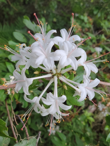 Image of Rhododendron serrulatum by (c) Jay Horn, some rights reserved (CC BY)