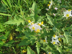 Solanum carolinense