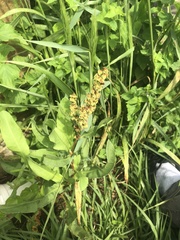 Rumex chrysocarpos