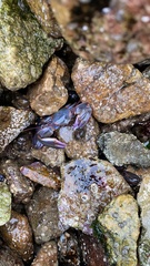 Petrolisthes violaceus