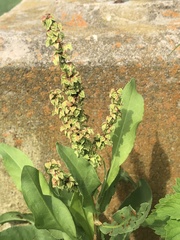 Rumex chrysocarpos