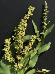 Rumex chrysocarpos