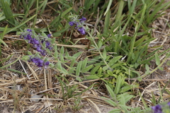 Angelonia cornigera