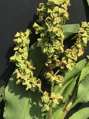 Rumex chrysocarpos