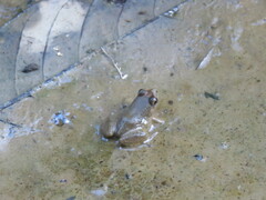 Leptodactylus petersii