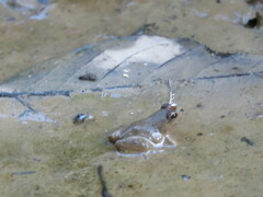 Leptodactylus petersii