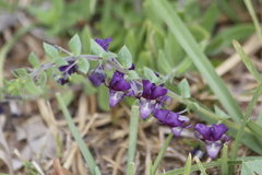Angelonia cornigera