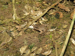 Leptodactylus leptodactyloides