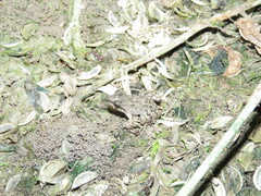 Leptodactylus leptodactyloides