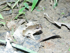 Leptodactylus petersii