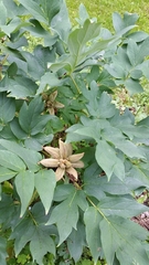 Paeonia × suffruticosa