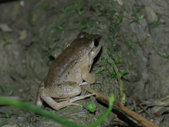 Leptodactylus leptodactyloides