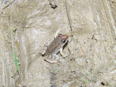 Leptodactylus leptodactyloides