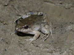Leptodactylus leptodactyloides