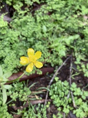 Ranunculus colonorum