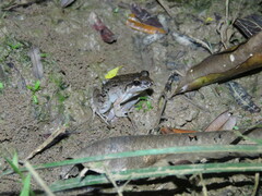 Leptodactylus leptodactyloides