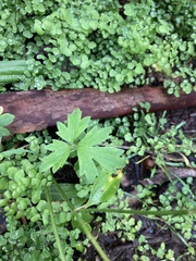 Ranunculus colonorum