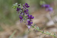 Angelonia cornigera
