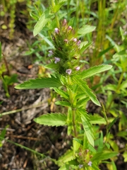 Dracocephalum parviflorum