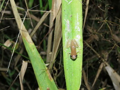 Dendropsophus walfordi