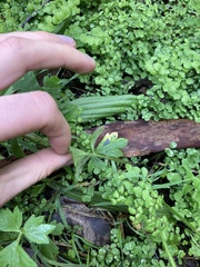 Ranunculus colonorum