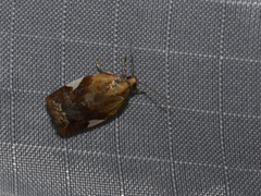 Clepsis persicana