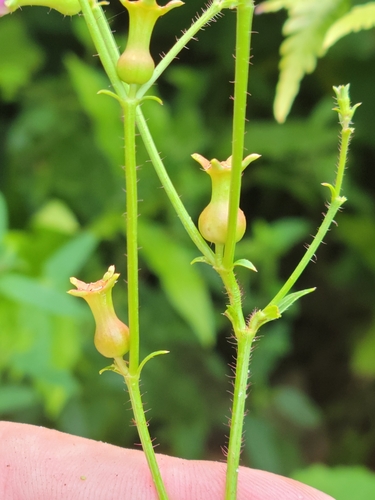 Image of Rhexia nashii by (c) Jay Horn, some rights reserved (CC BY)
