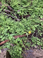 Ranunculus colonorum