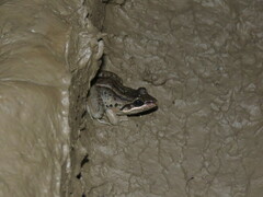 Leptodactylus elenae