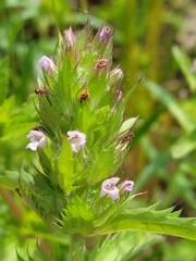 Dracocephalum parviflorum