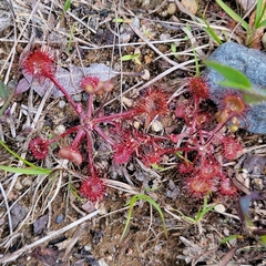 Drosera rotundifolia