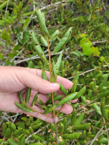 Image of Quercus inopina by (c) Jay Horn, some rights reserved (CC BY)