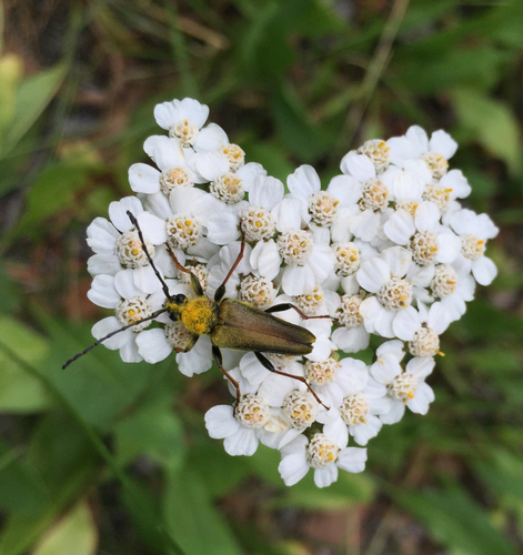 iNaturalist observation photo of Yellow Velvet Beetle