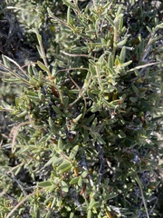 Cercocarpus ledifolius