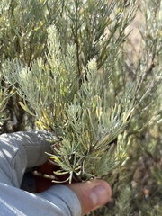 Artemisia tripartita