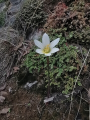 Zephyranthes concolor