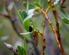Chrysomela aeneicollis