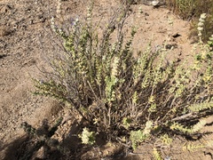 Salvia californica