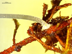 Mycena mucor