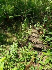 Rudbeckia heliopsidis